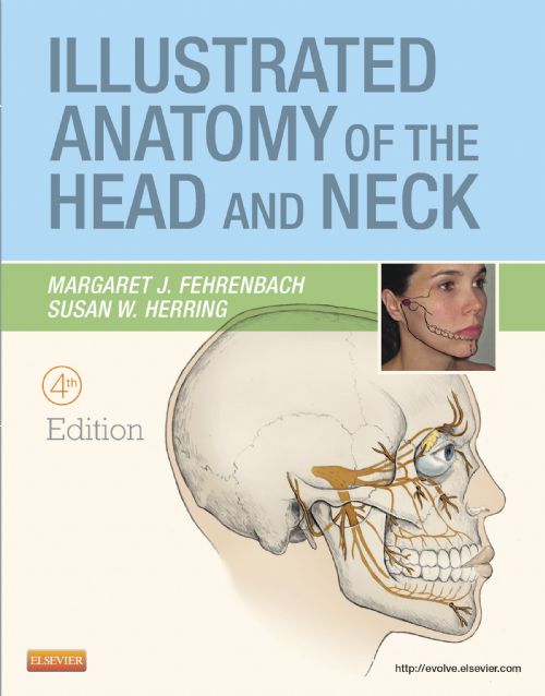 Illustrated Anatomy Of The Head And Neck